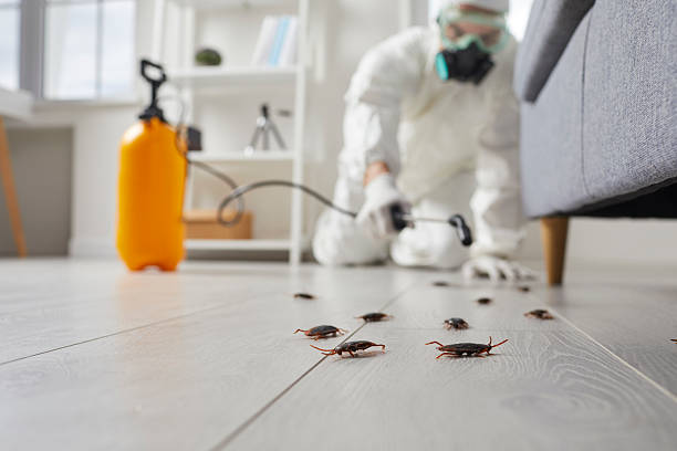 Post-Treatment Bed Bug Interceptor Monitoring in Holton